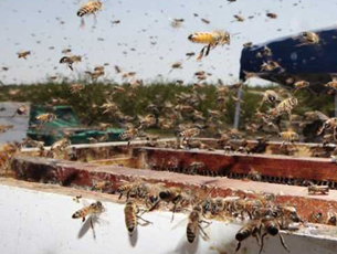 Honey bee attack